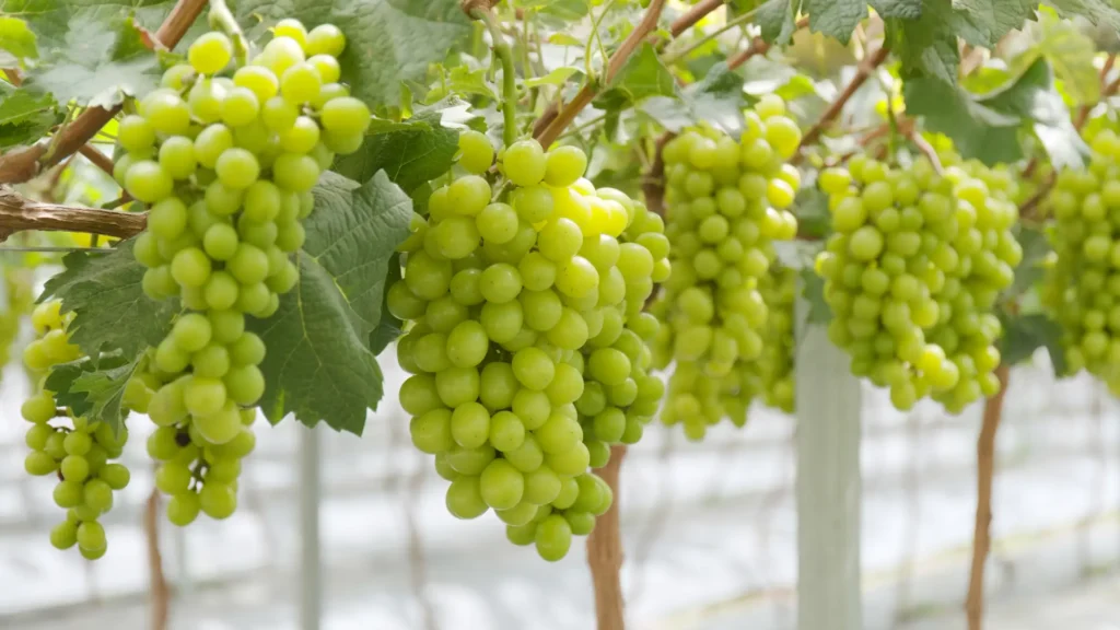 Green grapes growing in a greenhouse: luscious bunches of vibrant green grapes cultivated in a controlled greenhouse environment.