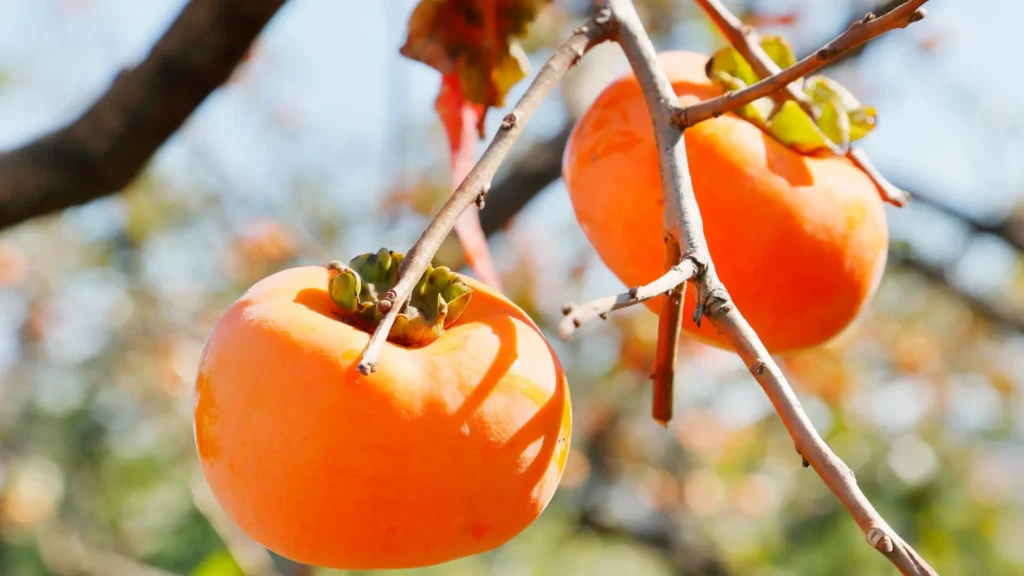 Persimmon Fruit Benefits for Diabetes. persimmons on a tree